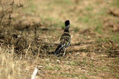 28cooks 038roadrunner.jpg