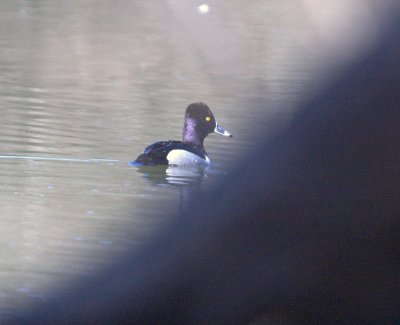 210cooksslough2 007ringnecked.jpg