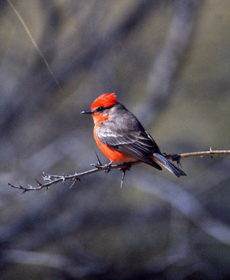 210cooksslough2 013vermilion.jpg