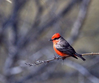 210cooksslough2 016vermilion.jpg
