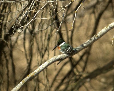 February 2011 Cook's Slough