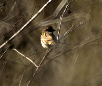 213cooks 052swsparrow.jpg