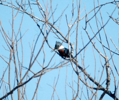 213cooks 093ringeKingfisher.jpg