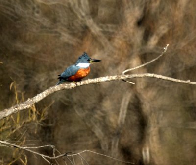 213cooks 096ringedkingfisher.jpg