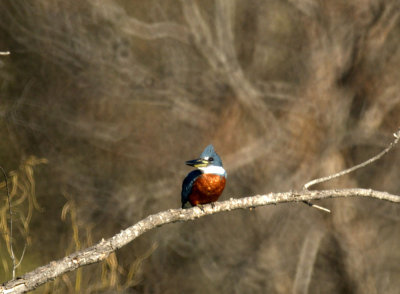 213cooks 100ringedkingfisher.jpg