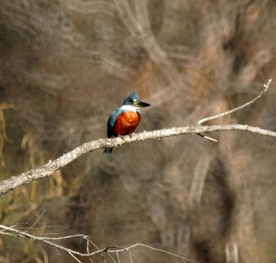 213cooks 102ringedKingfisher.jpg