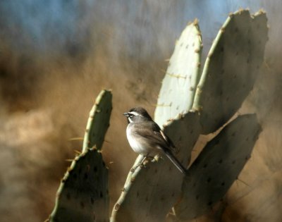213cooks 119blackthroatedsparrow.jpg