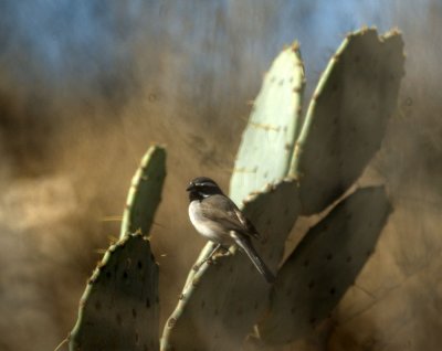 213cooks 121blackthroatedsparrow.jpg