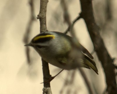 214cooksVal 077goldencrownedkinglet.jpg
