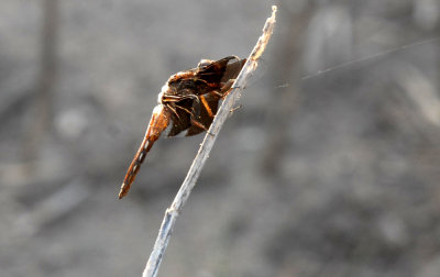 99cooks 020commonwhitetailweb.jpg