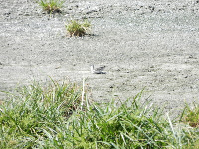 Red-necked Phalarope sludge.JPG