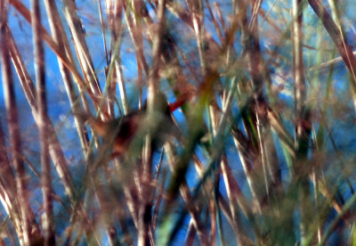923cooks 011marshwren2web.jpg