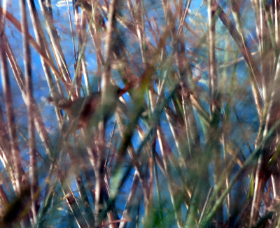 923cooks 012marshwrenweb.jpg