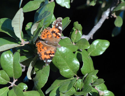 Uvalde County Butterflies