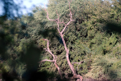 923cooks 048magictreeweb.jpg