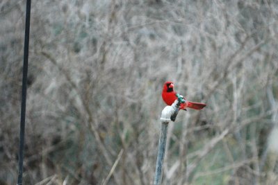 1CardinalNealsMarch2 017.JPG