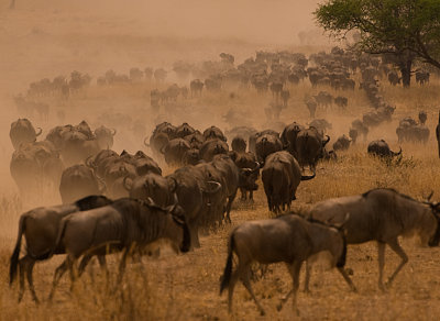 Buffalos at Tarangire