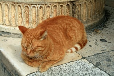 Croatian Cat.