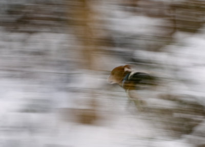 Beagle in Snow Storm