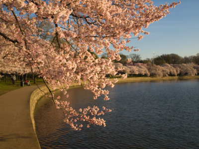 Blossoms By The Basin