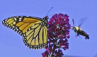 21- Monarch+Hummingbird_Moth