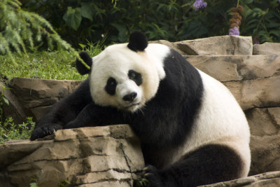 28- panda watching