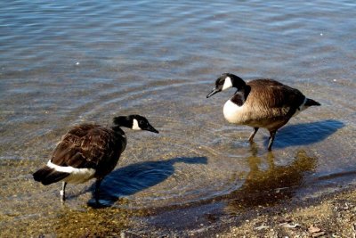  Two_Canadian_Geese