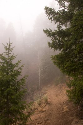 Misty-Trail-