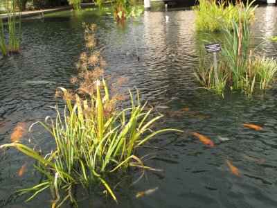 Coy fish pond