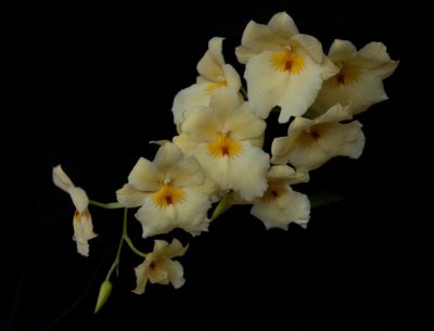 Yellow_Orchid_Spray