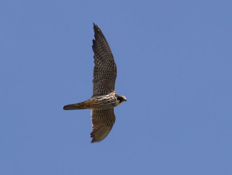 Hobby / Lrkfalk (Falco subbuteo)