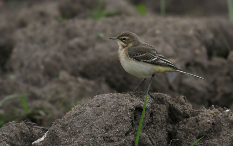 Yellow Wagtail / Gulrla (Motacilla flava)