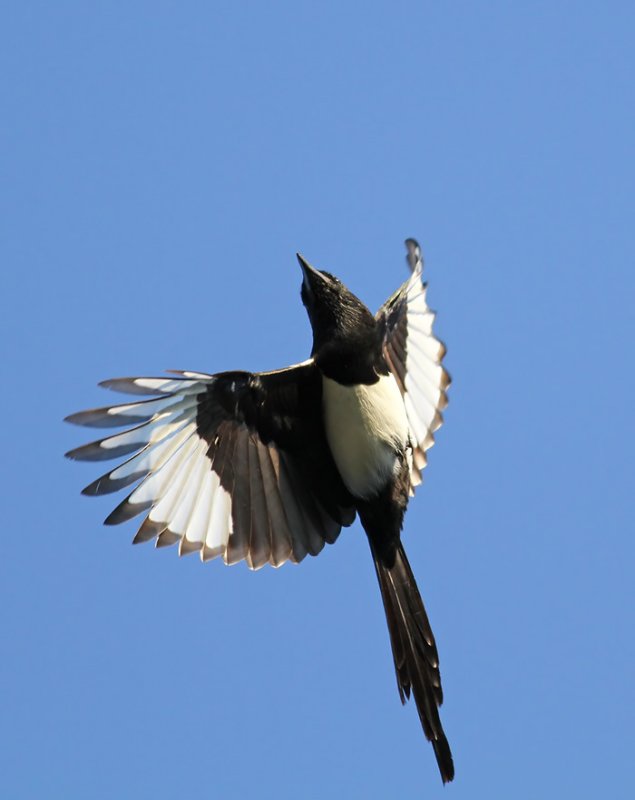 Common Magpie / Skata (Pica pica)