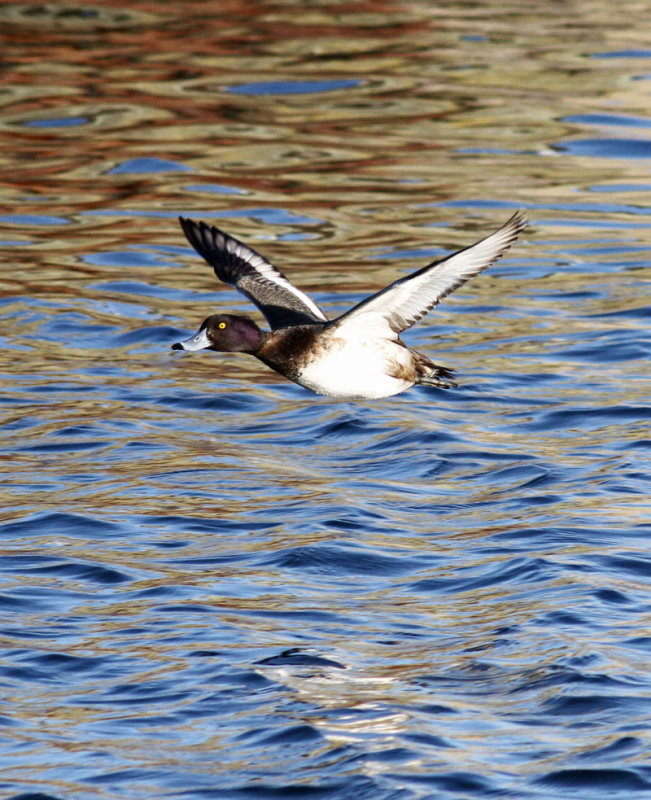 Tufted Duck / Vigg (Aythya fuligula)