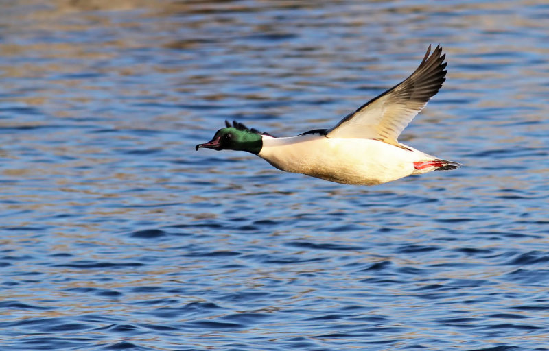 Goosander / Storskrake (Mergus merganser)