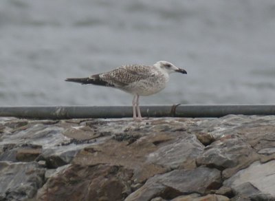 Yellow-legged Gull / Medelhavstrut (Larus michahellis)