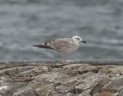 Caspian Gull / Kaspisk trut (Larus cachinnans)