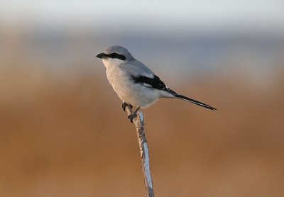 Great Grey Shrike / Varfgel (Lanius excubitor)