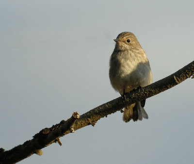 Spotted Flycatcher / Gr flugsnappare (Muscicapa striata)