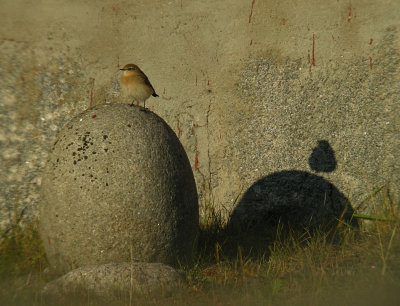 Northern Wheatear / Stenskvtta (Oenanthe oenanthe)