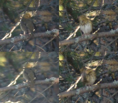 Olive-backed Pipit / Sibirisk piplrka (Anthus hodgsoni)