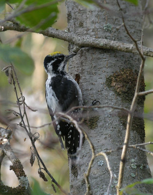 Three-toed Woodpecker / Tretig hackspett (Picoides tridactylus)