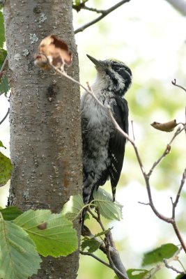 Three-toed Woodpecker / Tretig hackspett (Picoides tridactylus)