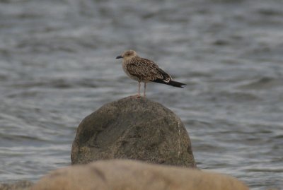 Lesser Black-backed Gull / Silltrut (Larus fuscus fuscus)