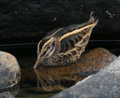 Jack Snipe / Dvrgbeckasin (Lymnocryptes minimus)
