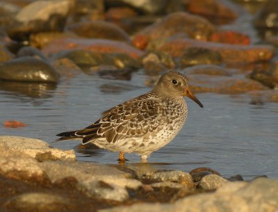 Purple Sandpiper / Skrsnppa (Calidris maritima)