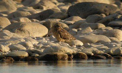 Short-eared Owl / Jorduggla (Asio flammeus)