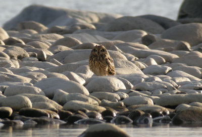 Short-eared Owl / Jorduggla (Asio flammeus)