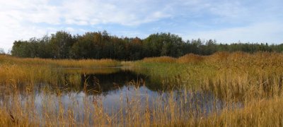 Flommen och Mrtens dunge