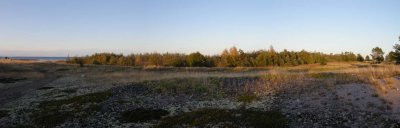 Vingbandsdungen